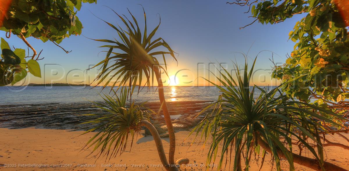 Peter Bellingham Photography Pandanus - Eueiki Island - Vava'u - Vava'u - Tonga T (PB5D 00 7438)